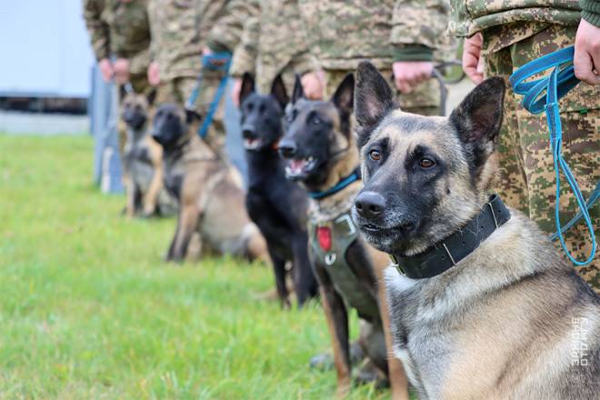 Нетішинські кінологи вдосконалювали навички разом із службовими собаками
