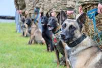 Нетішинські кінологи вдосконалювали навички разом із службовими собаками