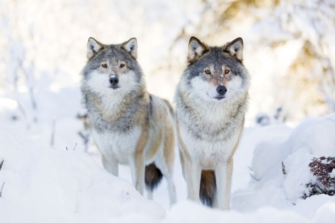 На Шепетівщині через вовків різко зменшилось поголів’я мисливських тварин