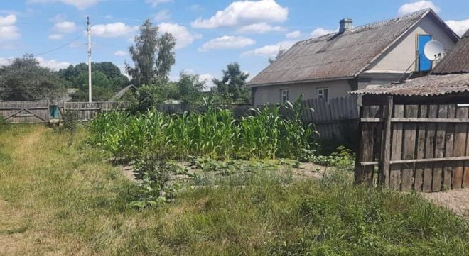 На Шепетівщині поліцейські виявили насадження конопель