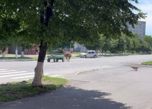 По Шепетівці бігає сполоханий кінь разом з підводою (оновлено)