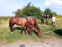 Зниклих коней чоловіка з Хутора розшукали поліція та односельчани