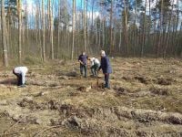 Попри карантин лісівники почали висаджувати ліс
