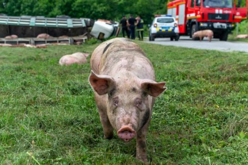 На околиці Шепетівки перекинулася вантажівка, яка везла дві сотні свиней