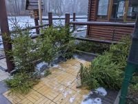 Лісівники розповіли де можна придбати святкові деревця та за якою ціною