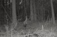 Фотопастка «Малого Полісся» знову подарувала нам унікальні кадри