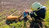 На приватне подвір’я прибилася сарна: рятувальники показали як повертали її в дику природу