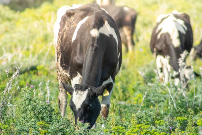 На Шепетівщині почастішали випадки викрадення великої рогатої худоби та коней