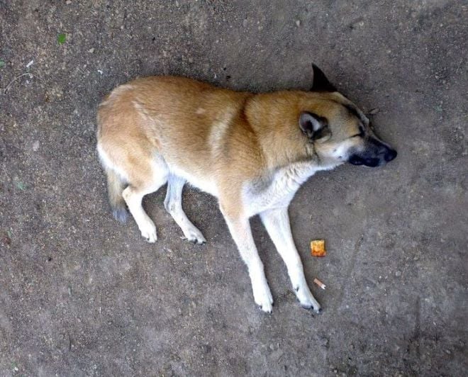 Шепетівські поліцейські відмовили у відкритті справи щодо масового отруєння собак