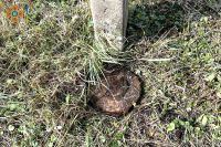 Мешканці села Плесна натрапили на протитанкову міну ТМ-43