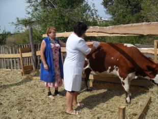 На Шепетівщині розпочали осінню диспансеризацію тварин