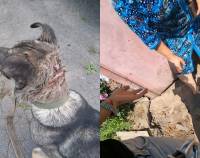 Рубала собаку лопатою: у селі Білокриниччя жінка жорстоко помстилася тварині