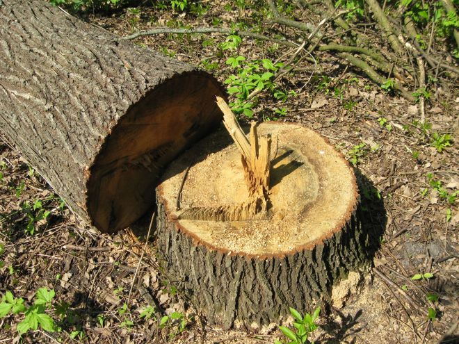 З лісництва на Шепетівщині суд стягнув відшкодування за незаконну порубку чотирьох дубів.