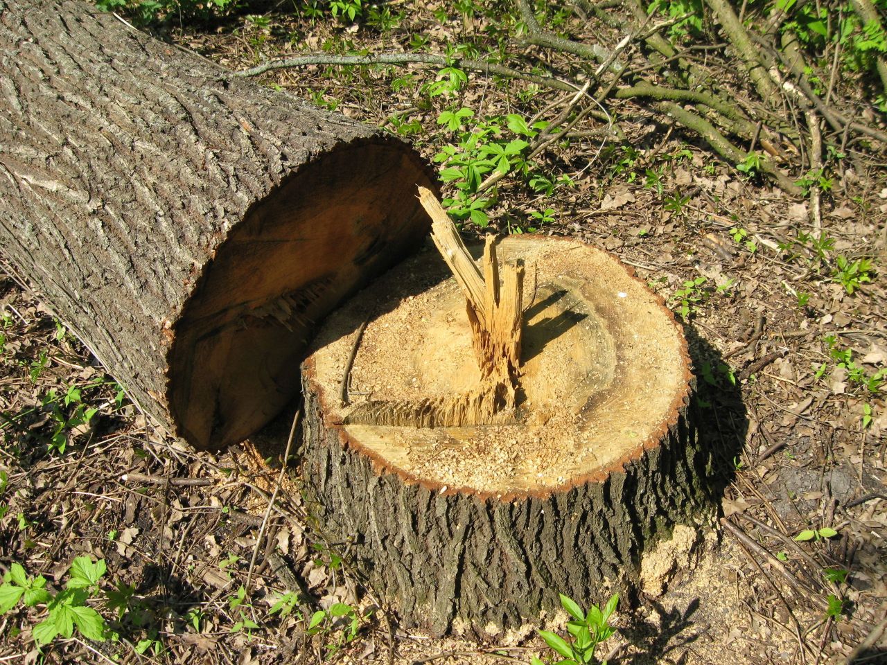 З лісництва на Шепетівщині суд стягнув відшкодування за незаконну порубку чотирьох дубів.