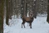 У Шепетівському лісгоспі розводять благородних оленів