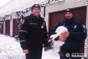 У Шепетівці поліцейські врятували травмованого лебедя