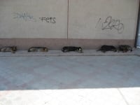 Бувають собаки "кусачі"