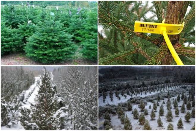 Понад 2 млн грн заробили лісгоспи Хмельниччини на продажі новорічних ялинок