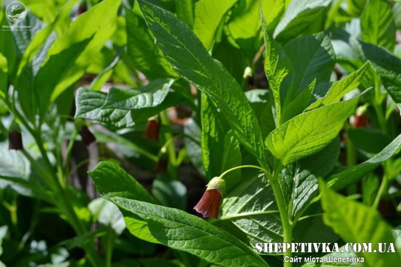 На Шепетівщині зацвіла рідкісна небезпечна рослина, що занесена до Червоної книги