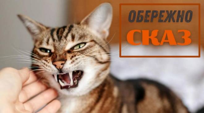 На Шепетівщині в кота виявили сказ, а також у кожної другої відстреленої лисиці