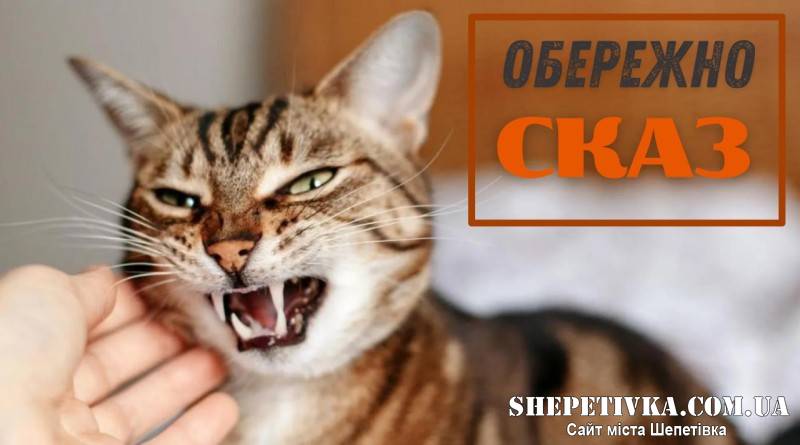 На Шепетівщині в кота виявили сказ, а також у кожної другої відстреленої лисиці