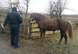 Дівчина викрала коня і поїхала його продавати в сусідній район