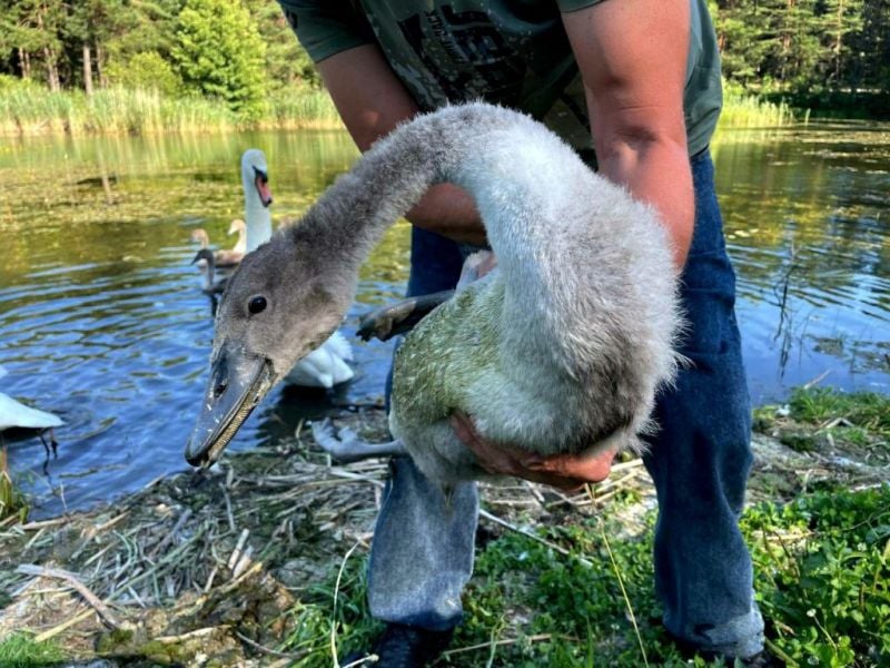 На Шепетівщині лісівники врятували пташеня лебедя