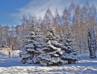 Створено рейдові бригади для захисту ялинок