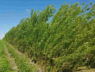 Ленковецька громада отримає 4,5 млн. грн. для вирощування енергетичної верби