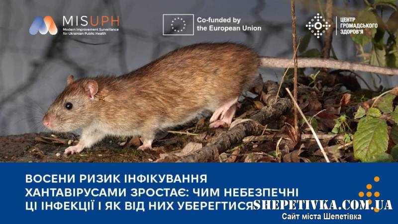 Фіксується збільшення випадків інфікування хантавірусами: чим небезпечні ці інфекції