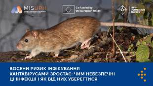 Фіксується збільшення випадків інфікування хантавірусами: чим небезпечні ці інфекції