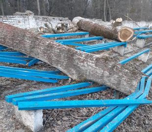 У Шепетівці так зрізали аварійні дерева стадіону, що потрощили лавки