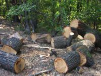 Шепетівщина в лідерах у заготівлі деревини