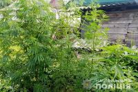 За вирощену плантацію конопель шепетівчанину присудили 3 роки умовного терміну