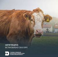 У Судилківській громаді телиця загинула через сказ: запроваджено карантин