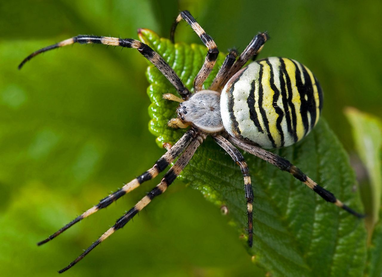 Небезпечний павук-оса дістався і до Шепетівщини