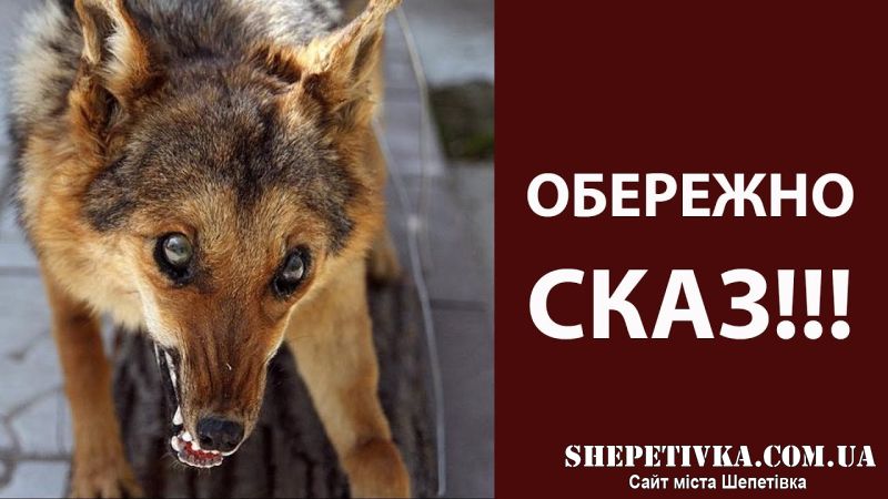 На Шепетівщині виявили сказ у безпритульного собаки і розшукують двох покусаних ним людей