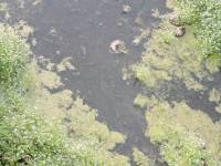 Провели аналіз річок Хмельниччини: яка виявилась найбруднішою