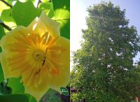 Унікальне дерево розквітло на території дендропарку у Шепетівському районі