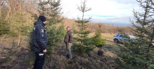 На Хмельниччині цього місяця не виявлено незаконних рубок ялинок