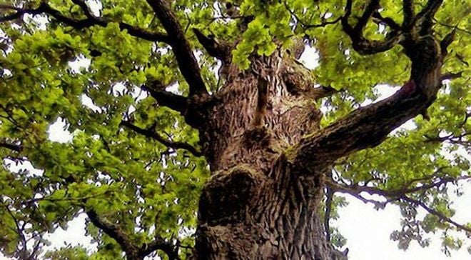 Найстаріший дуб Хмельниччини росте у  Шепетівському районі