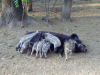 Шепетівські лісничі провели облік мисливської фауни