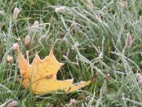 Синоптики попередили про перші заморозки: яка температура буде в Шепетівці