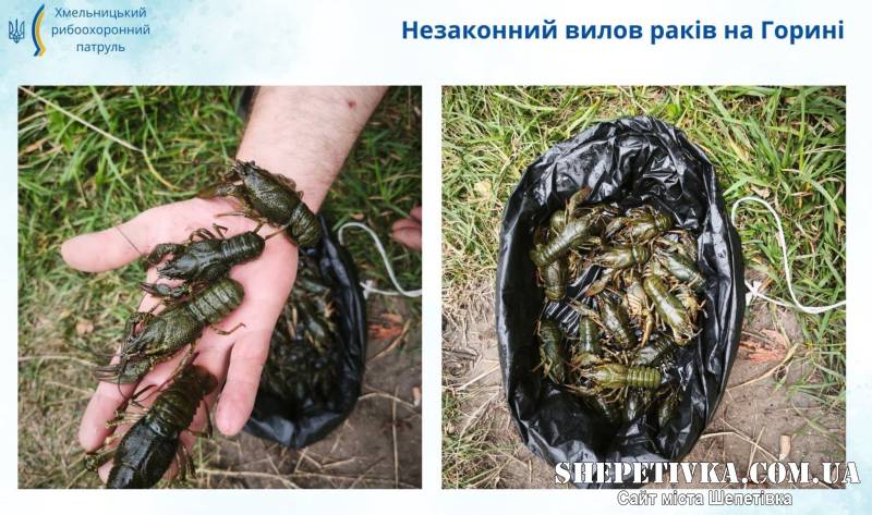 Заплатить 66 тисяч за 20 раків: на річці Горинь спіймали браконьєра