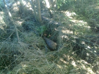 Грибники знайшли 120-міліметровий подаруночок