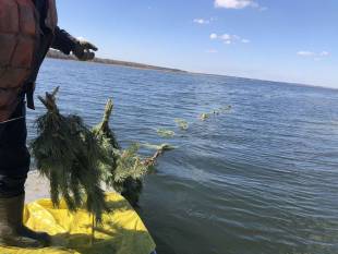 На водоймі-охолоджувачі ХАЕС занурюють хвойні гілки: хто і для чого