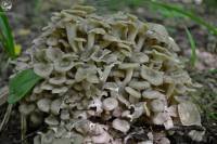 У нацпарку на Шепетівщині виявлено рідкісний вид грибів