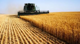 На Шепетівщині завершили збір ранніх зернових та зернобобових культур
