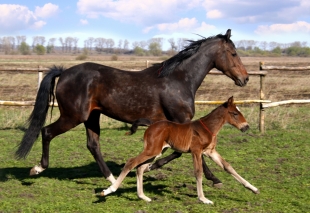 Викрали коней