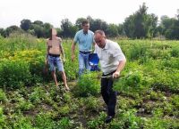 У Ленковецькій ОТГ виявили плантацію конопель заввишки до 2 метрів